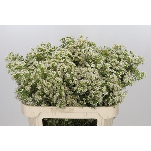 CHAME UN OFIR