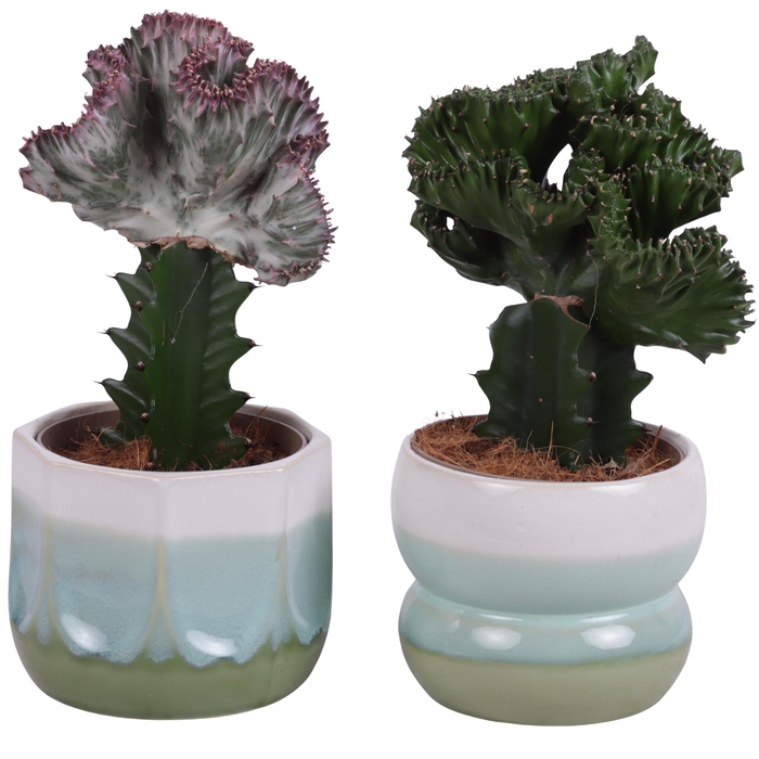 <h4>Cactus mix Euphorbia l. Ø12cm in Ø15cm Ceramic PL675</h4>