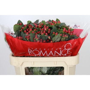 Hypericum True Romance Spray