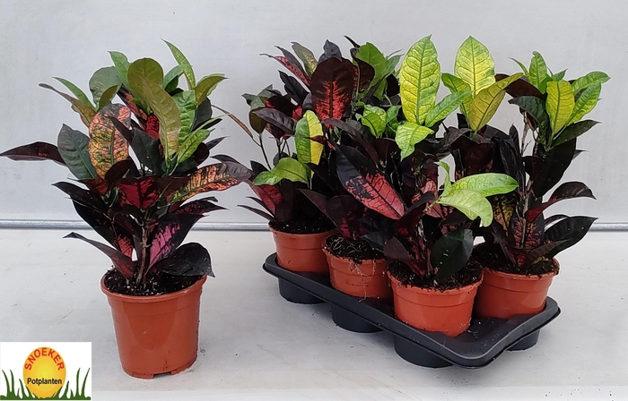 <h4>COD KL MRS ICETON</h4>