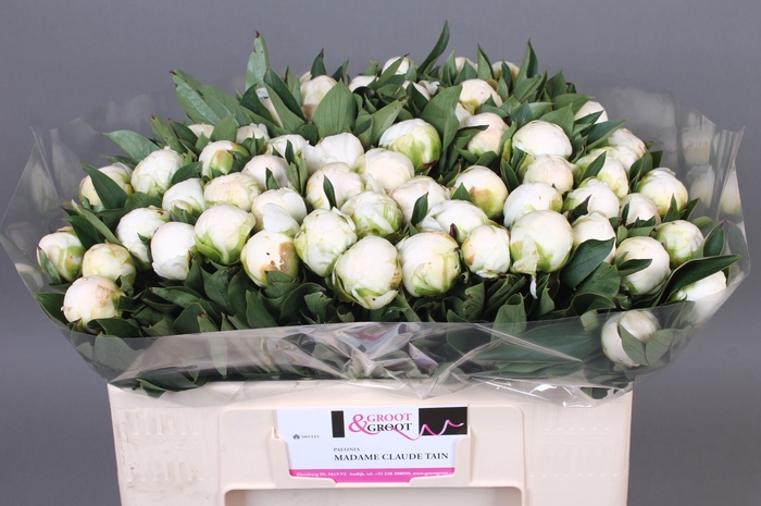 <h4>Paeonia lact. 'Mme Claude Tain'</h4>