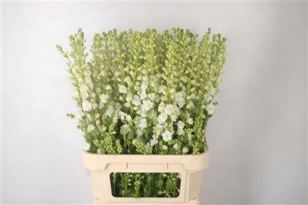 <h4>Delph Rids White</h4>