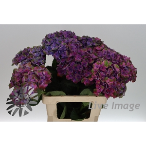 Hydrangea magical mistral