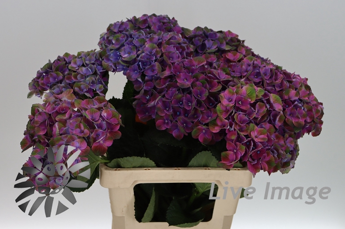 <h4>Hydrangea magical mistral</h4>