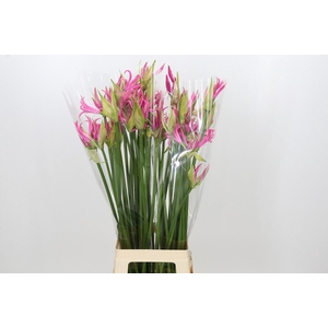 Nerine Candy Crush