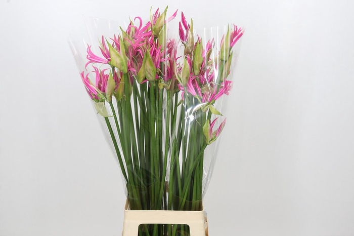 <h4>Nerine Candy Crush</h4>