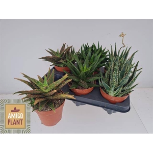ALOE OV