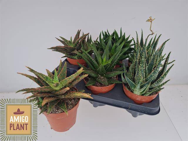 <h4>ALOE OV</h4>