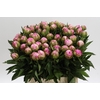 Paeonia Dr Alexander Fleming