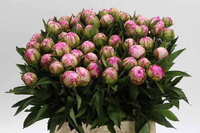 <h4>Paeonia Dr Alexander Fleming</h4>