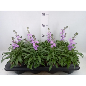 Erysimum linifolium 'Bowles Mauve'