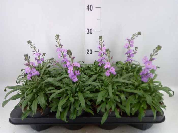 <h4>Erysimum linifolium 'Bowles Mauve'</h4>