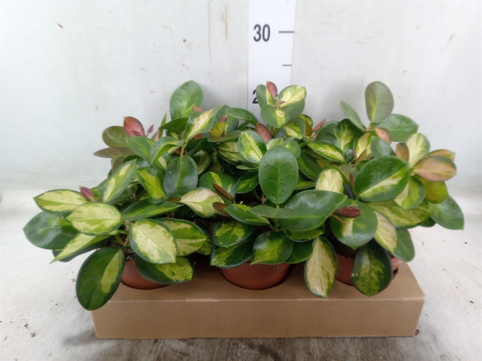 <h4>Hoya australis 'Lisa'</h4>
