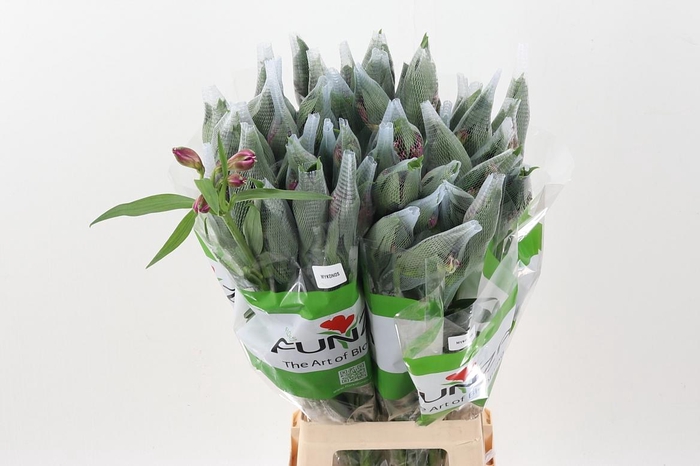 <h4>Alstr Mykonos Fu</h4>