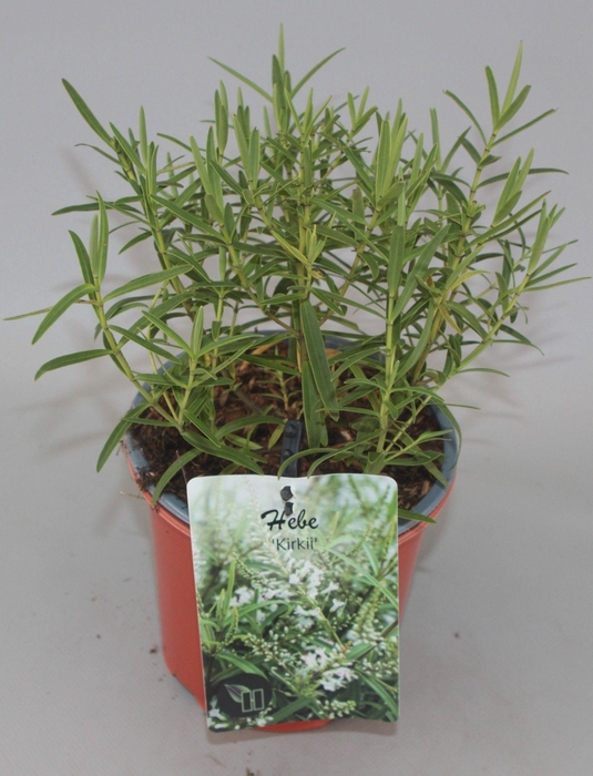 <h4>Hebe Kirkii C1,5</h4>