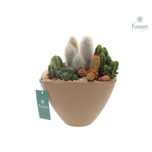 Pot keramiek Ovaal Large beige met Cactussen