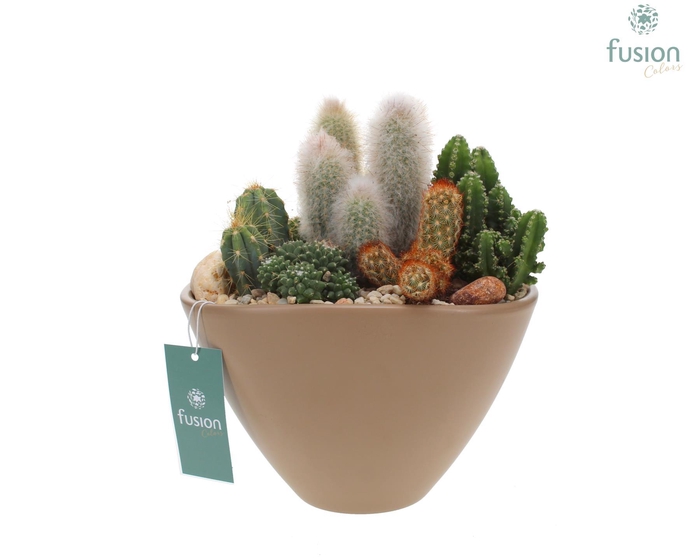 <h4>Pot keramiek Ovaal Large beige met Cactussen</h4>