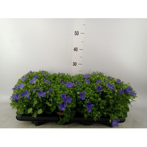 Campanula isoph. 'Napoli'