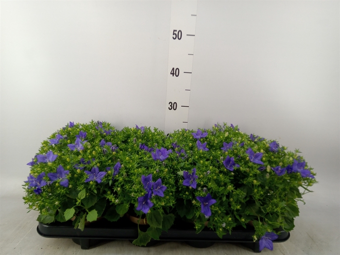 <h4>Campanula isoph. 'Napoli'</h4>