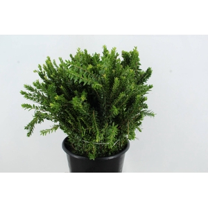 MYRTUS TARANTINO