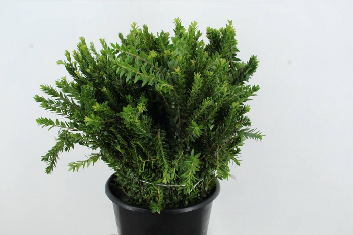 <h4>MYRTUS TARANTINO</h4>