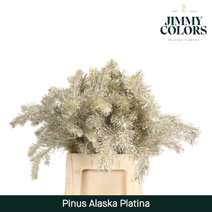 Pinus Alaska 60 Platina