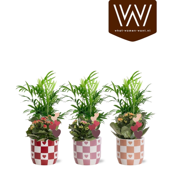 <h4>Collectie "Sympathetic Moods" - Arrangement in pot Rosie</h4>