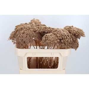 Ammi Zaad Kl Bh Antiek Goud