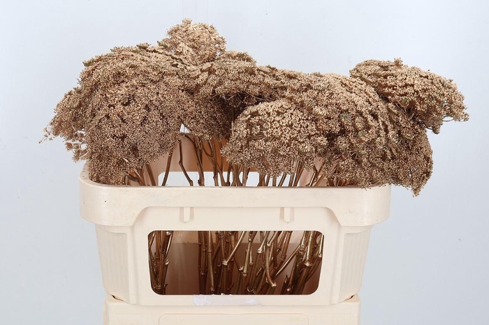 <h4>Ammi Zaad Kl Bh Antiek Goud</h4>