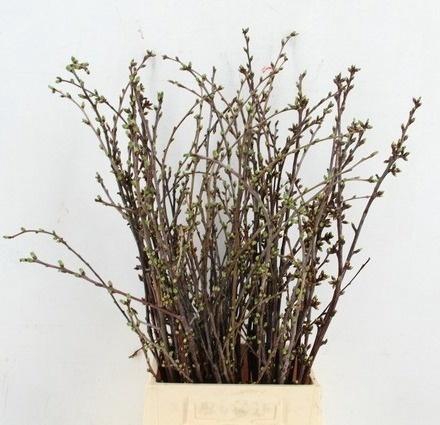 <h4>KERSENBLOESEM P BOS</h4>