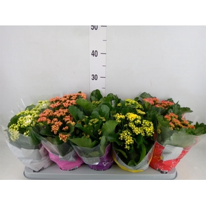 Kalanchoe blos. 'Perfecta'  ..mix 5