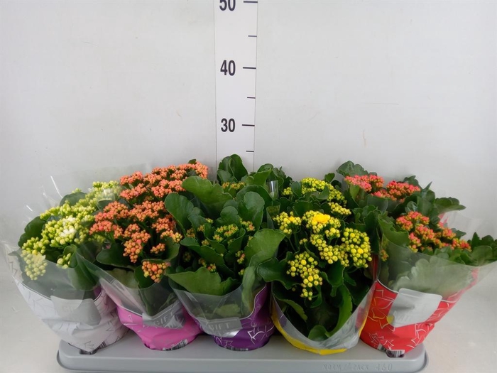 <h4>Kalanchoe blos. 'Perfecta'  ..mix 5</h4>