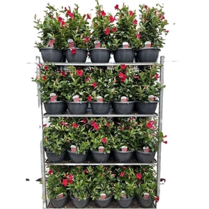 Mandevilla sundaville 'Red'