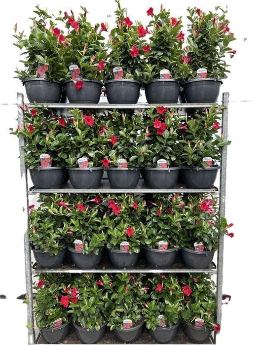 <h4>Mandevilla sundaville 'Red'</h4>