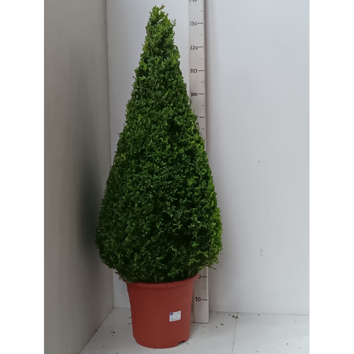 <h4>BUXU SEMPERVIRENS</h4>