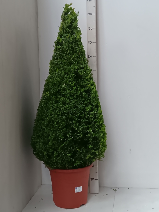 <h4>BUXU SEMPERVIRENS</h4>