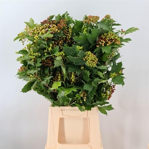 VIBURNUM COMP BES