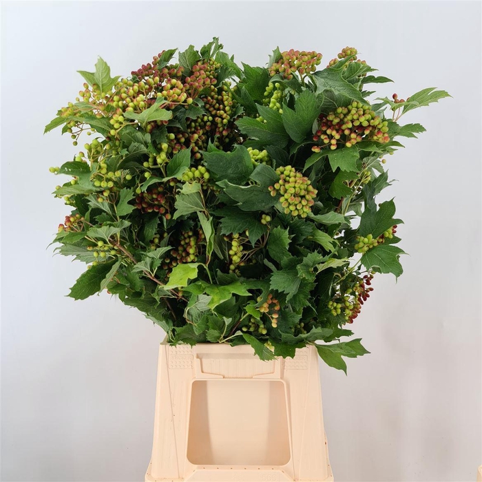<h4>VIBURNUM COMP BES</h4>