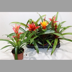 Bromelia Gem