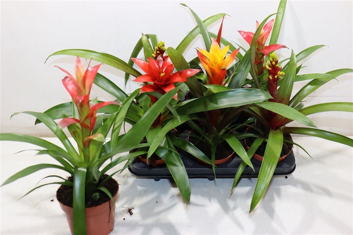 <h4>Bromelia Gem</h4>