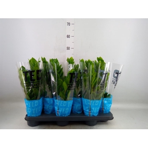 Zamioculcas zamiifolia