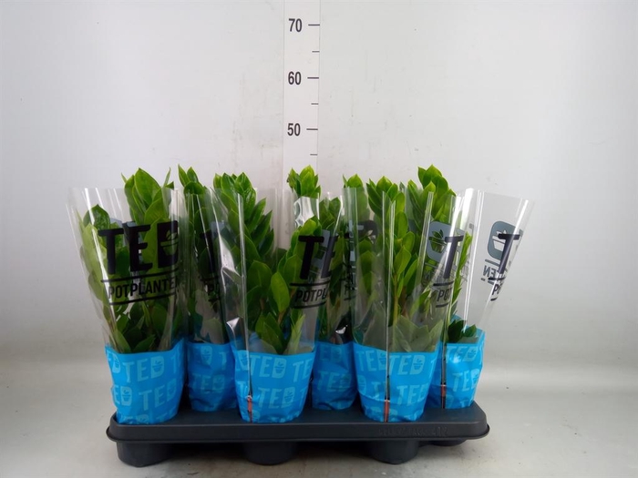 <h4>Zamioculcas zamiifolia</h4>