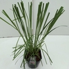 Cortaderia 'Rosea' P23 (5ltr)