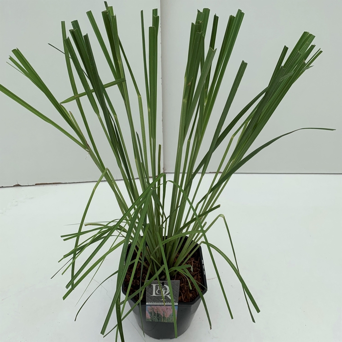 <h4>Cortaderia 'Rosea'</h4>