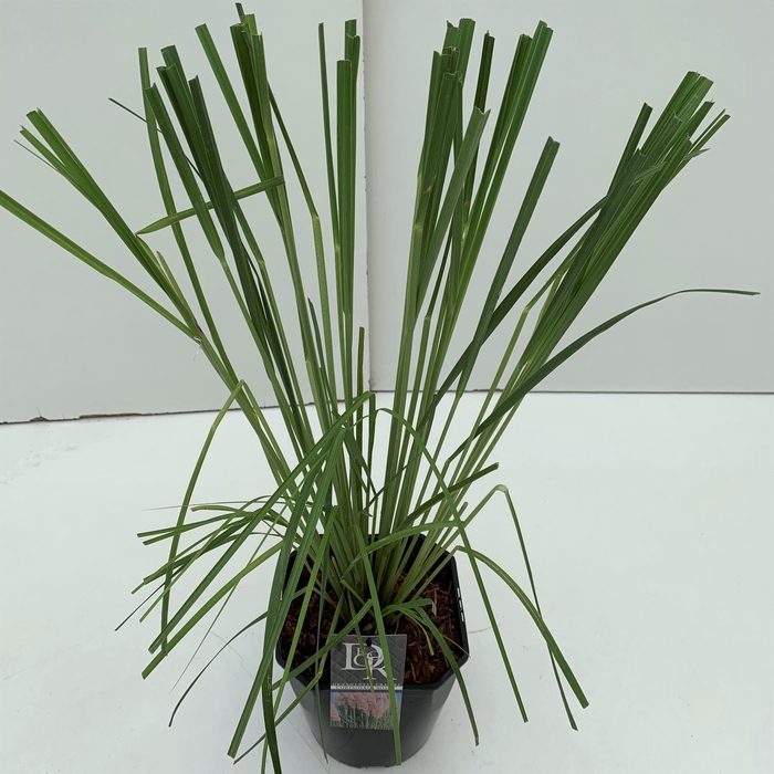 Cortaderia 'Rosea' P23 (5ltr)