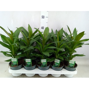 Cordyline  'Glauca'