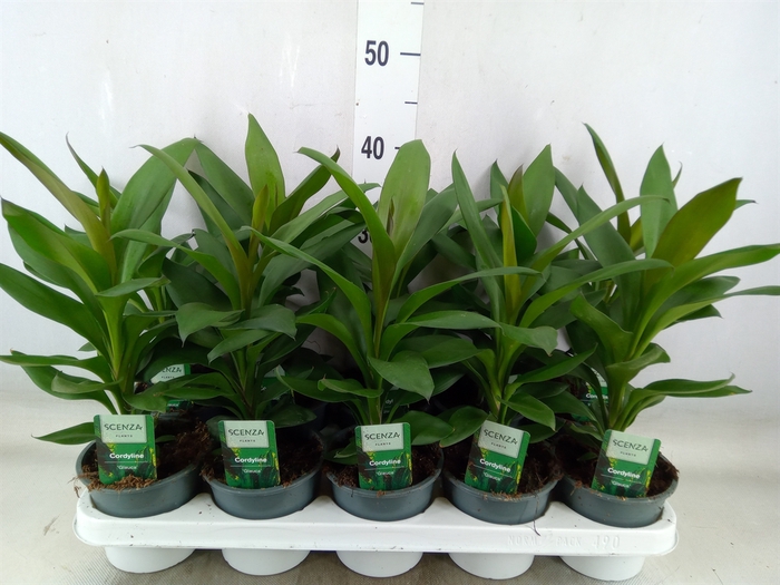 <h4>Cordyline  'Glauca'</h4>