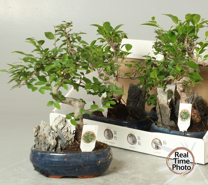 <h4>BONSAI GEM</h4>