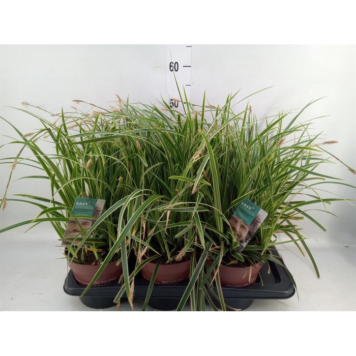 <h4>Carex morrowii 'Ice Dance'</h4>