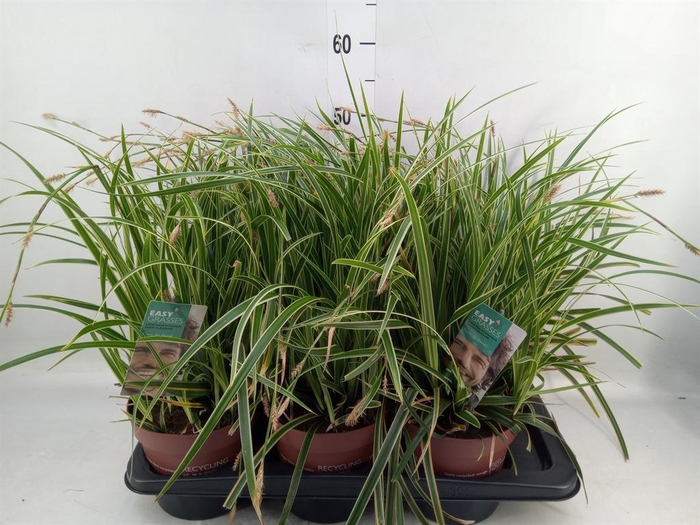 Carex morrowii 'Ice Dance'